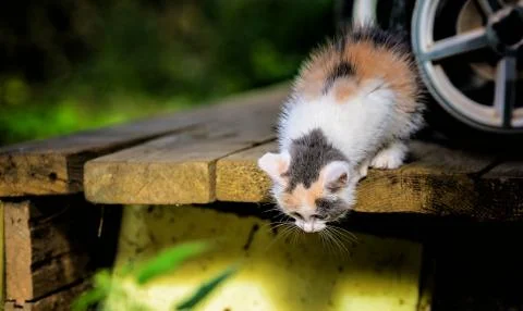 Kitty prepares to jump 스톡 사진