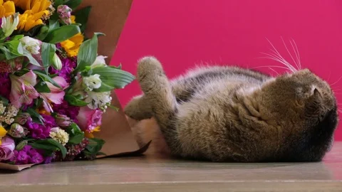 Kitty rolling and being cute next to a floral bouquet Stock Footage 124663674