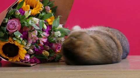 Kitty rolling and being cute next to a floral bouquet Stock-Footage 124663750