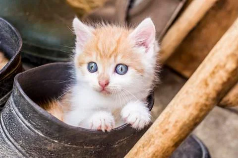 Kitty in a rubber boot. Stock Photos