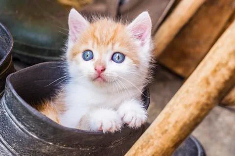 Kitty in a rubber boot. Stock Photos