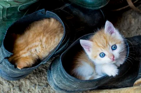 Kitty in a rubber boot. Stock Photos