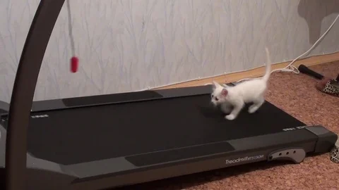 Kitty running on a treadmill Video stock 69711976