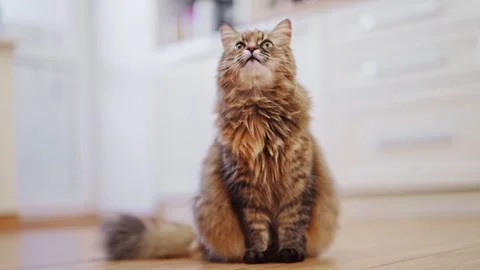 The kitty is sitting and meowing in the kitchen Stock Footage 278653689