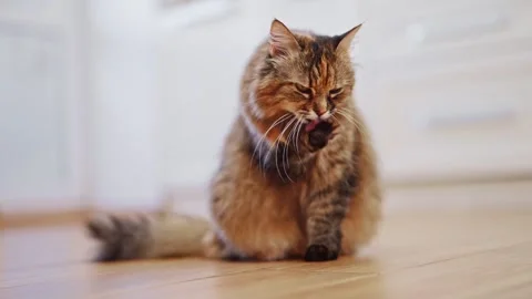The kitty is sitting and meowing in the kitchen. 4k footage Stock Footage 287956138