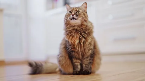 The kitty is sitting and meowing in the kitchen. 4k footage Stock Footage 288632393
