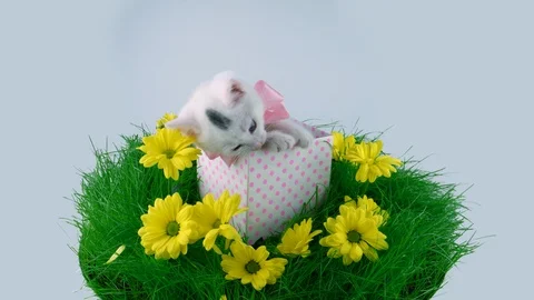 Kitty sitting and playing in gift box on grass with flowers Stock Footage 91720489