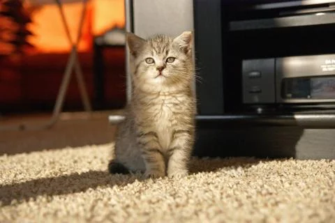 Kitty sitting in a room Stock Photos