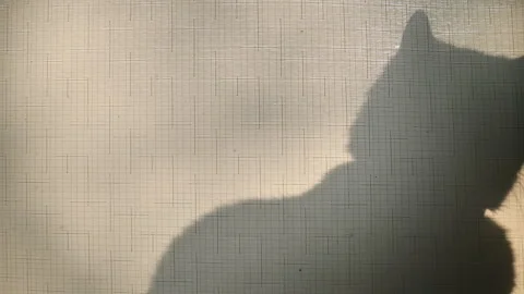 Kitty is sitting on windowsill and moving his ears. Shadow of a cat Stock Footage 244981508