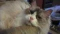 Kitty Sneeze With Audio Fluffy Cat HD HD Footage