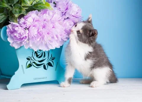 Kitty sniffs flowers Stock Photos