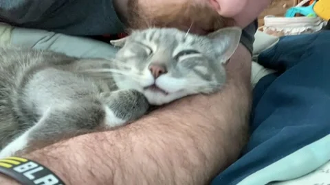 Kitty Snuggles up to Dad's Beard Scratches, Rochester, New York, USA - 12 Mar 20 Vidéo 205344446