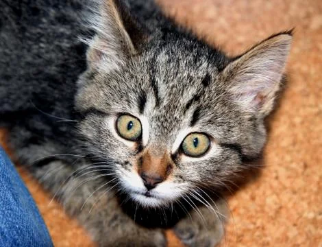 Kitty with stunned expression Stock Photos