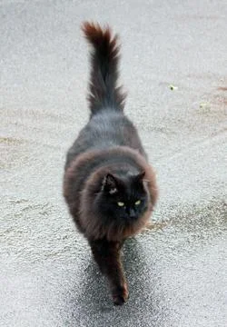 Kitty Swagger Stock Photos