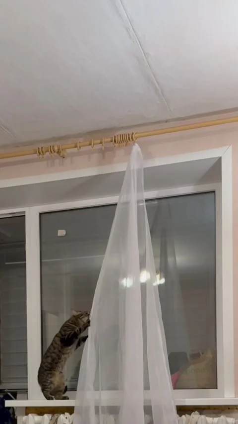 Kitty Tears Down Curtains, Belarus, Europe - 06 Apr 2026 Vídeo Stock 343684624