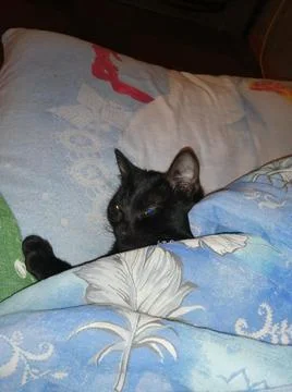 Kitty is tired Stock Photos