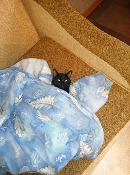 Kitty is tired Stock Photos