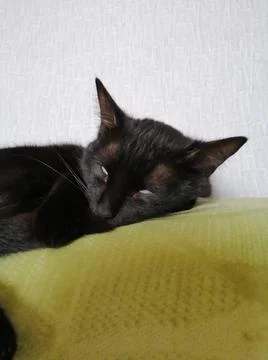 Kitty is tired Stock Photos