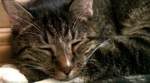 Kitty waking up Stock Footage 576843