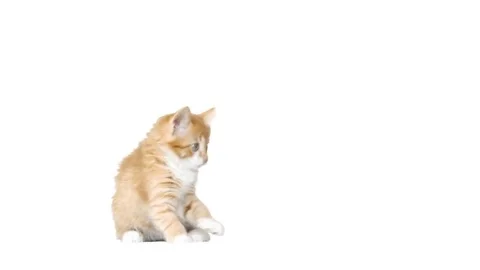 Kitty waving paws on a white background Stock Footage 75775181