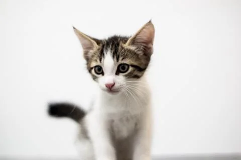 Kitty on a white background Stock Photos