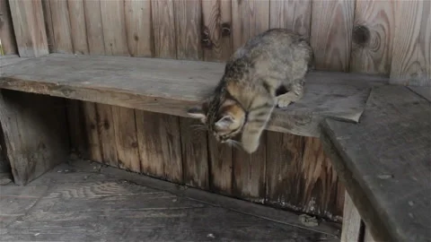 Kitty on a wooden bench Stock Footage 97268905