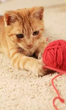 Kitty with wool ball Stock Photos