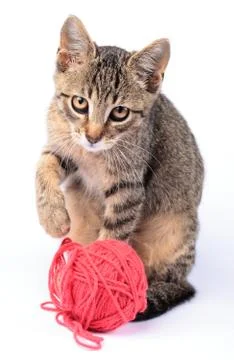 Kitty with wool ball Stock Photos