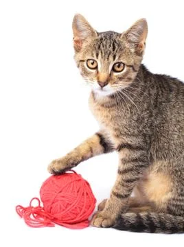 Kitty with wool ball Stock Photos