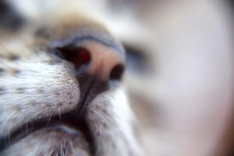 KittycatCU 스톡 사진