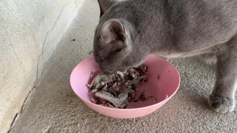 Kitty's Culinary Corner: Vídeo Stock 323777200