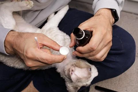 Kitty's ear is being cleaned. Stock Photos