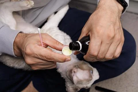 Kitty's ear is being cleaned. Stock Photos