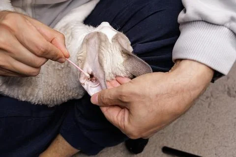 Kitty's ear is being cleaned. Stock Photos