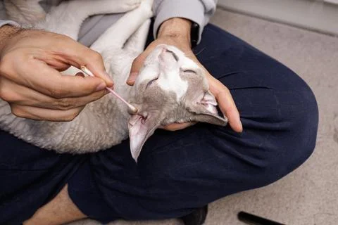 Kitty's ear is being cleaned. Foto stock