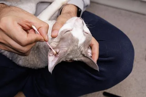 Kitty's ear is being cleaned. Foto stock
