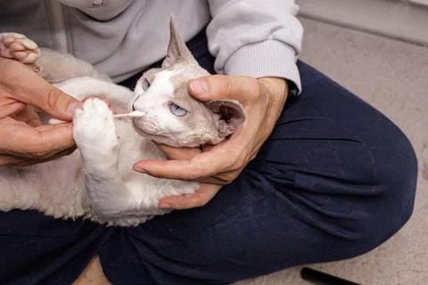 Kitty's ear is being cleaned. Stock-Fotos