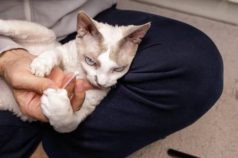 Kitty's ear is being cleaned. Stock Photos