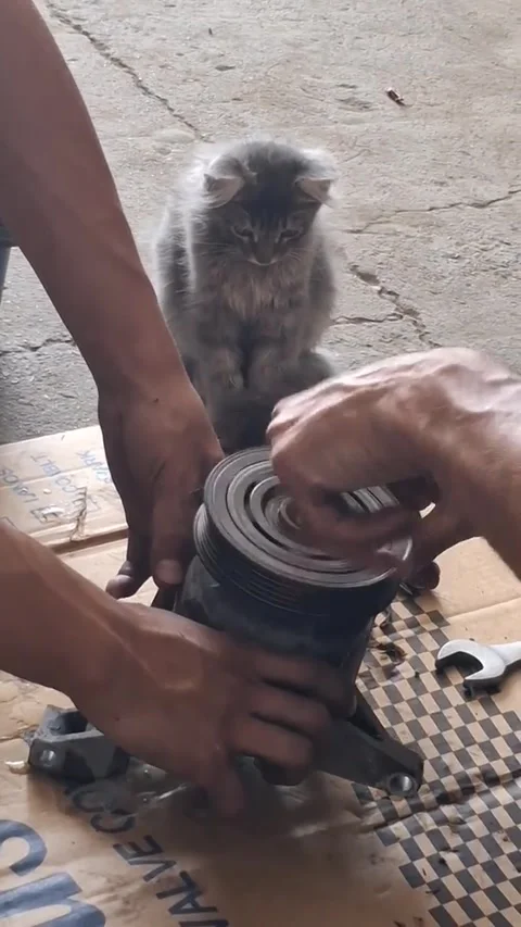 Kitty's First Day on the Job - 18 Jul 2026 Vídeo Stock 342060876