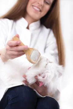 Kitty's veterinarian combing Stock Photos