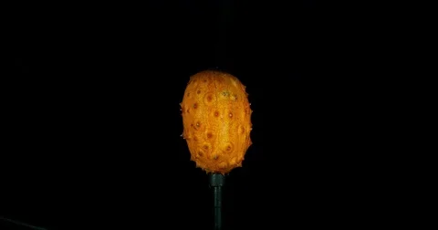 Kiwano Fruit Explodes Closeup Stock Footage 77781794