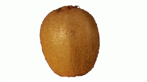 KIWI-1 seamless loop with alpha channel Stockbeeldmateriaal 14730419