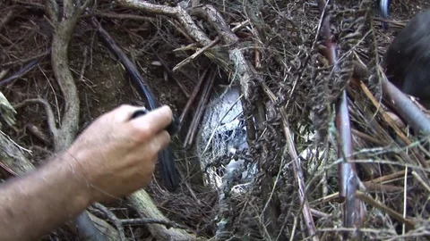 Kiwi bird burrow Stock Footage 92786398