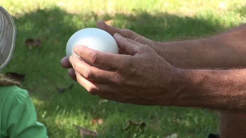 Kiwi bird egg Stock Footage 92786394