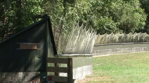 Kiwi bird enclosure Stock Footage 92786456