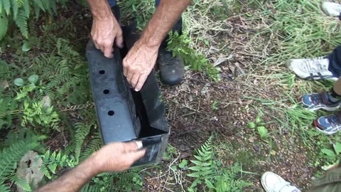 Kiwi bird Stock Footage 92785389