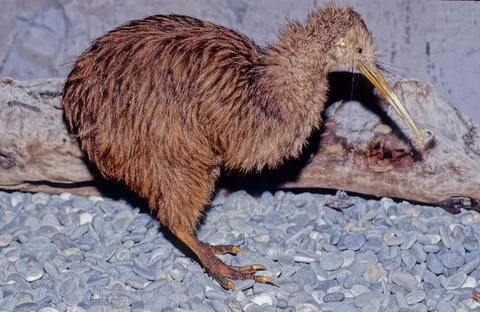 Kiwi (bird) Stock Photos