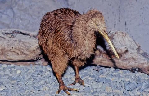 Kiwi (bird) Stock Photos