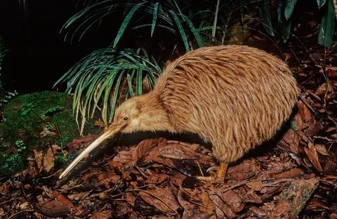 Kiwi (bird) Stock Photos