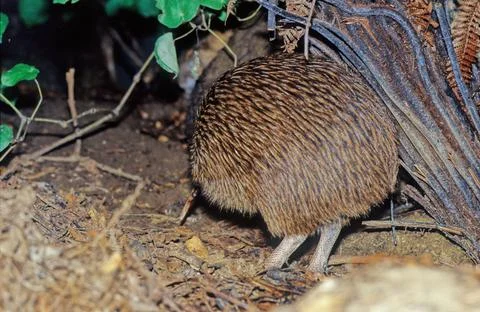 Kiwi (bird) Stock Photos